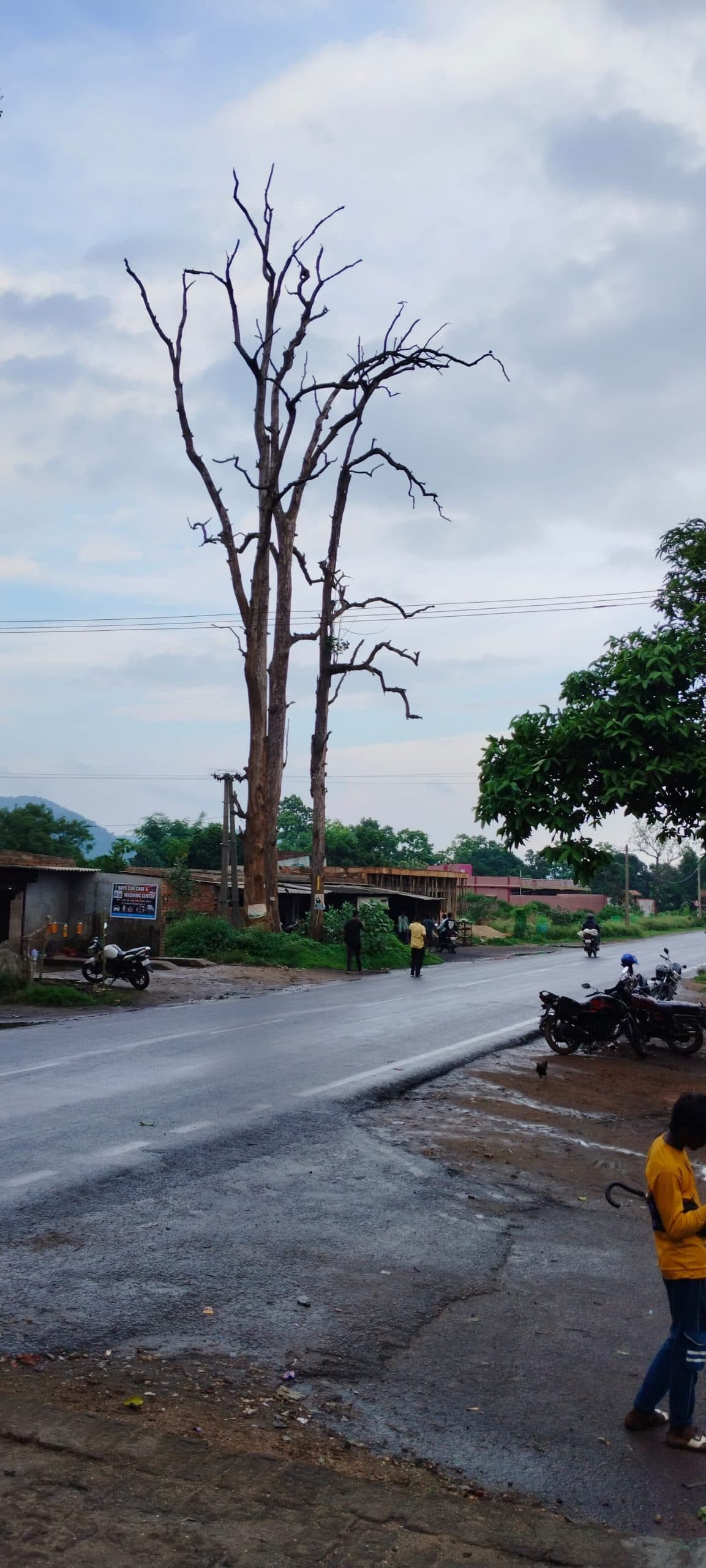 सूखे पेड़ दे रहे हैं दुर्घटना को आमंत्रण