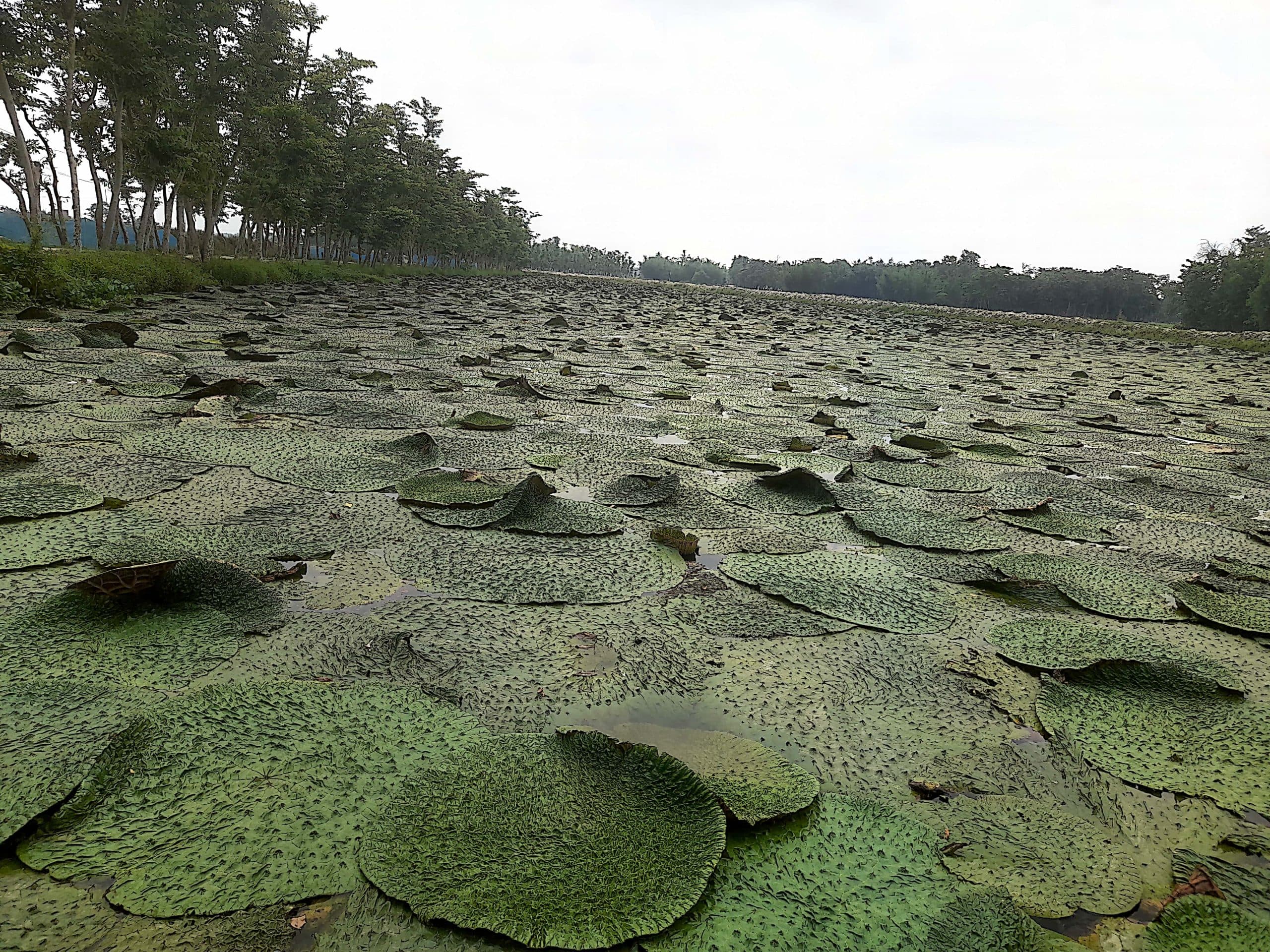 परंपरागत खेती के अलावे मखाना की खेती में जुटे किसान