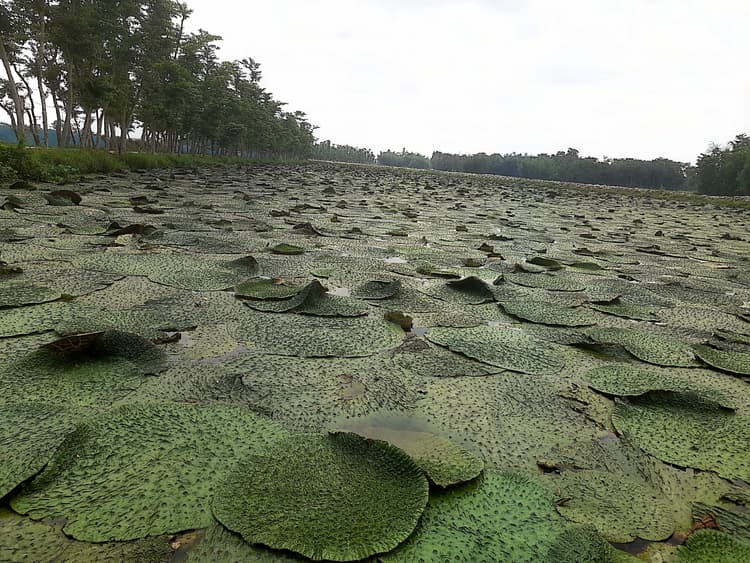 परंपरागत खेती के अलावे मखाना की खेती में जुटे किसान