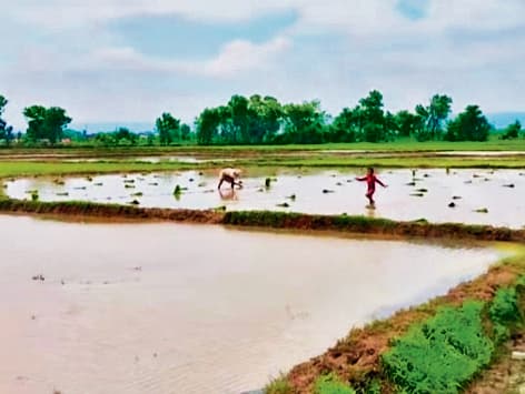 इंद्र हुए मेहरबान, तो 85% तक पहुंची जिले में धान की रोपनी