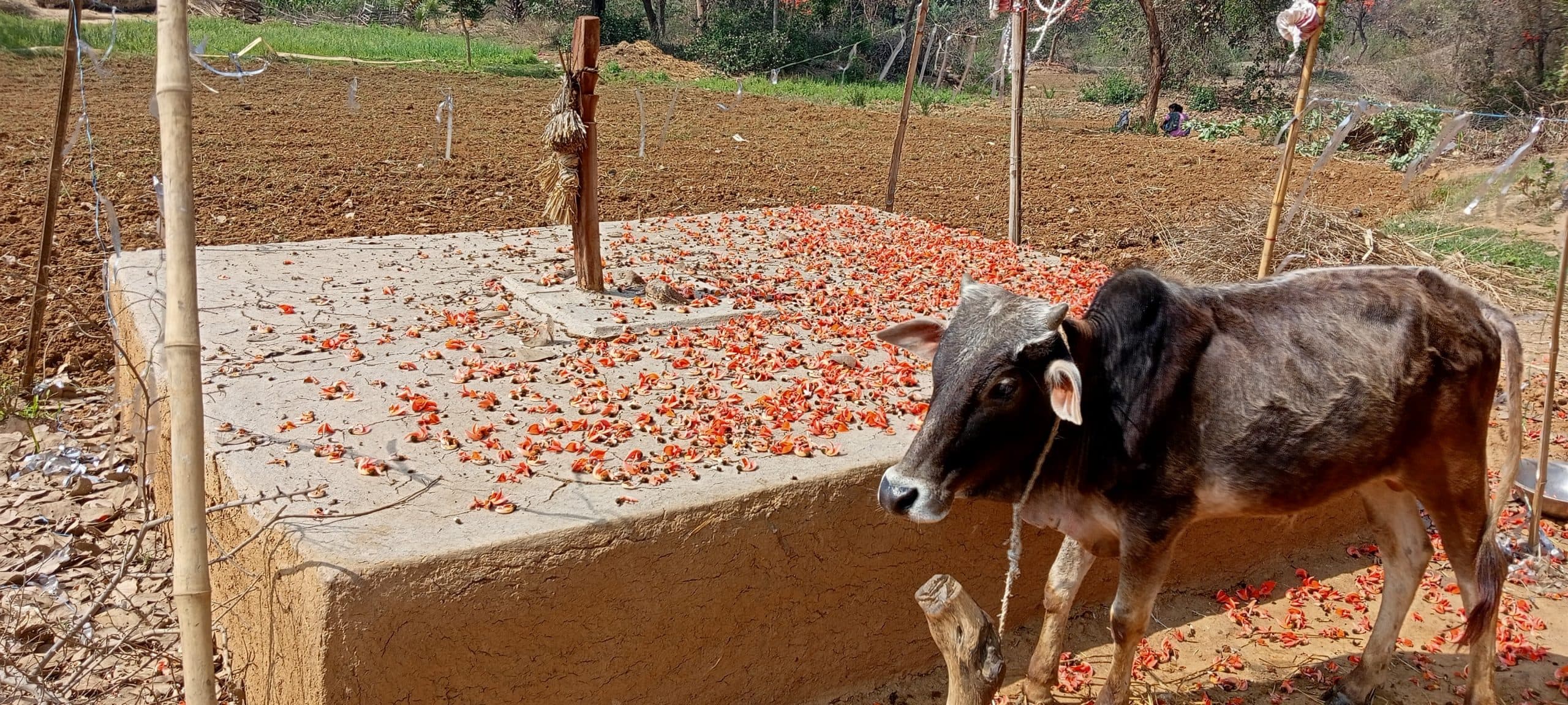 पशुपालन में हुनरमंद होगा बांका का आदिवासी समाज
