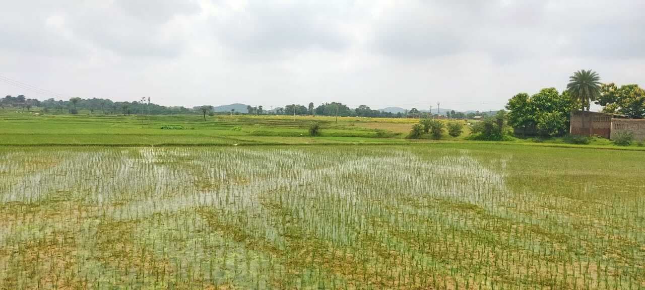 लीड ::: साहिबगंज-पाकुड़ में लक्ष्य के विरुद्ध 50 फीसद धनरोपनी