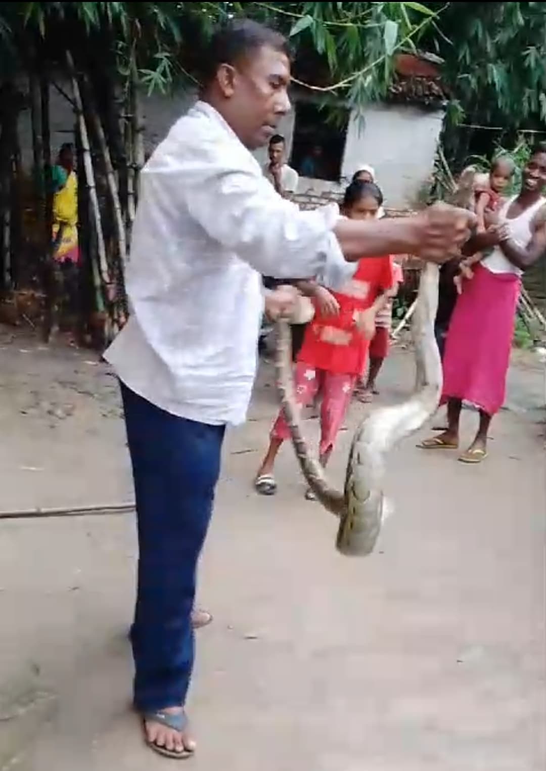 मुजरा धुस टोला गांव से वन कर्मियों ने अजगर का किया रेस्क्यू