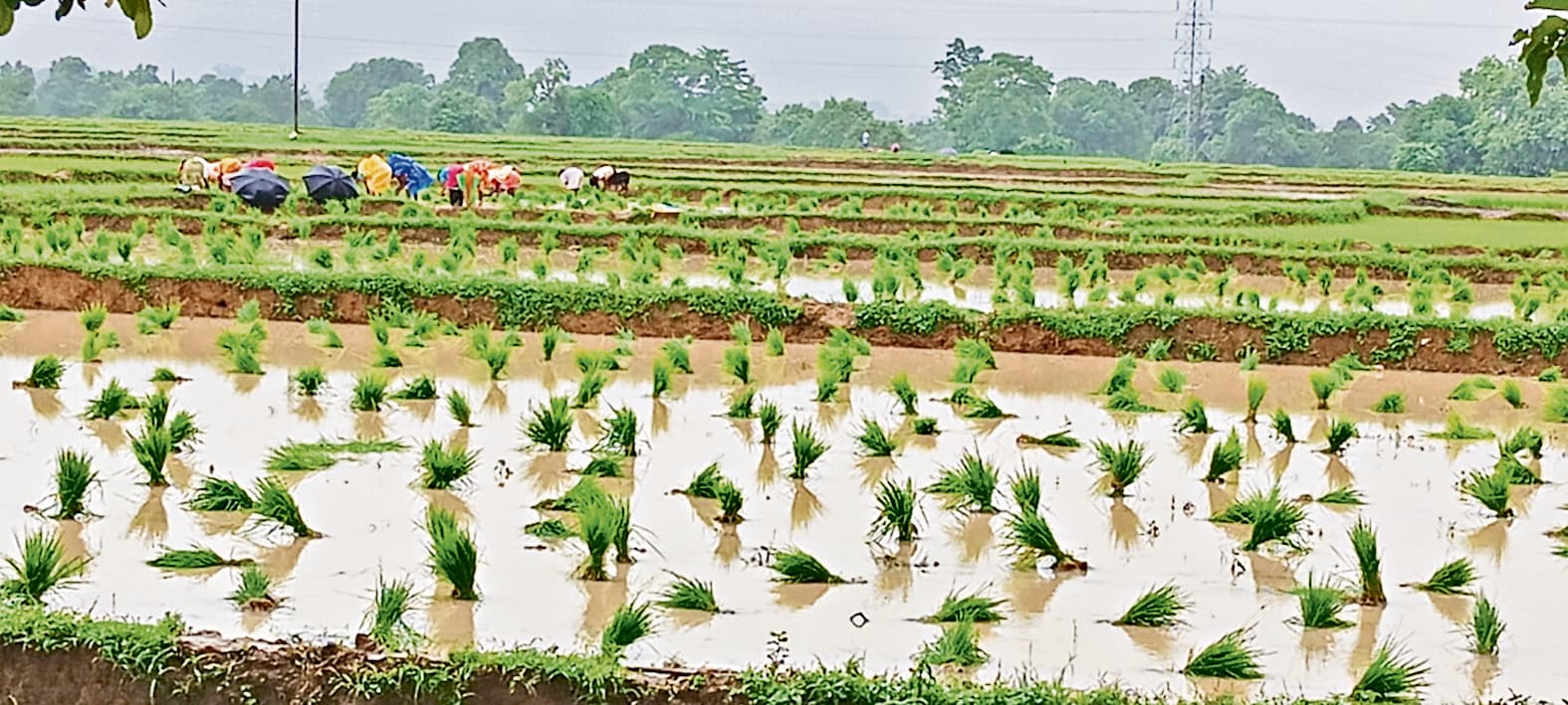 Agriculture News : तीन दिनों की बारिश में सुधरे हालात आधे से अधिक खेतों में हुई धनरोपनी