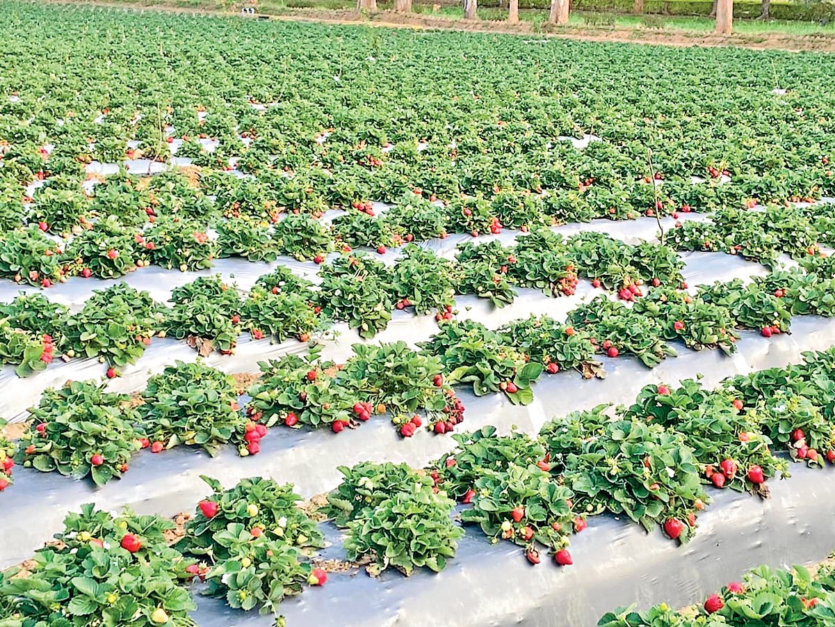 Ranchi news : 14 एकड़ के मृदा फार्म में एक दर्जन से अधिक वेराइटी के हैं फल