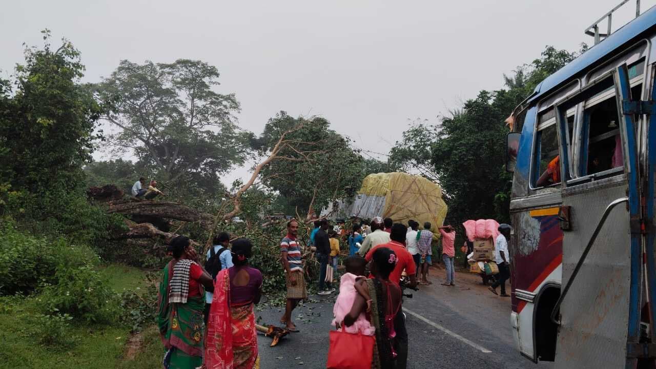 पहरुडीह बस पड़ाव के समीप गिरा विशालकाय पेड़, आवागमन प्रभावित