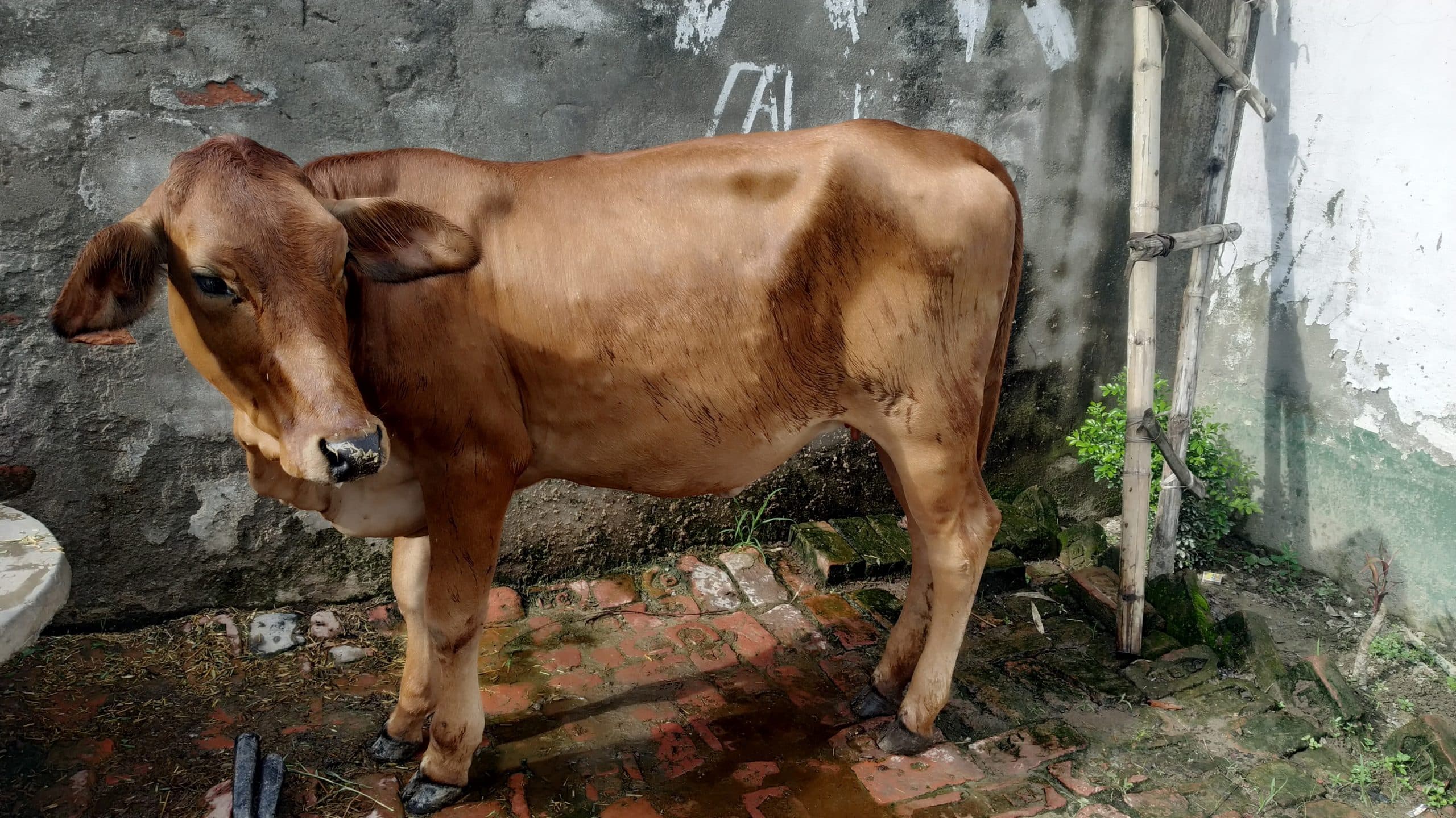 Lumpy Skin Disease: सहरबा में लंपी वायरस का तांडव, टीकाकरण के बावजूद गायों पर कहर