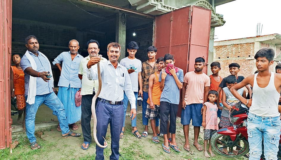 फुलवरिया के एक घर में निकले तीन कोबरा सांपों को रेस्क्यू टीम ने पकड़ा