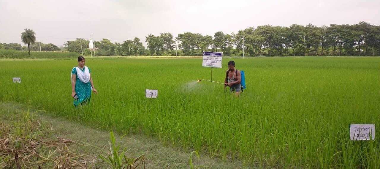 धान की फसल में उर्वरकों का प्रबंधन जरूरी : वैज्ञानिक
