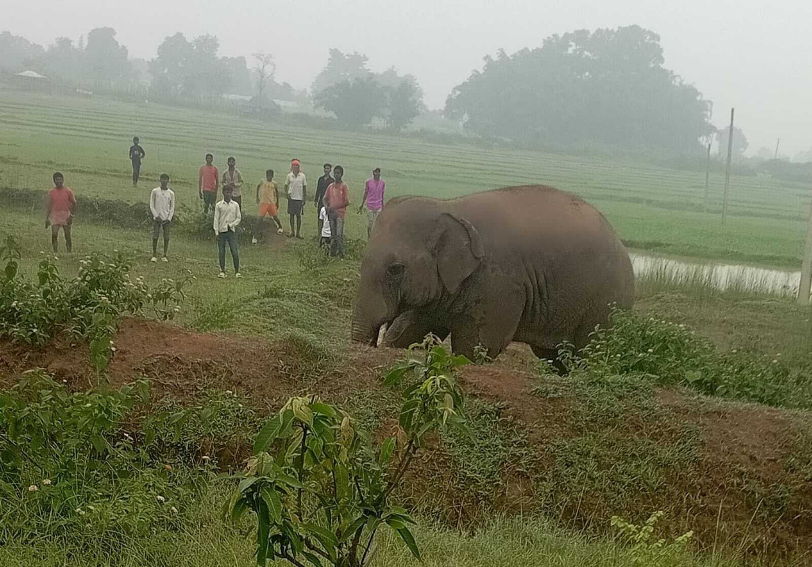 हाथी  के पटकने से एक व्यक्ति घायल