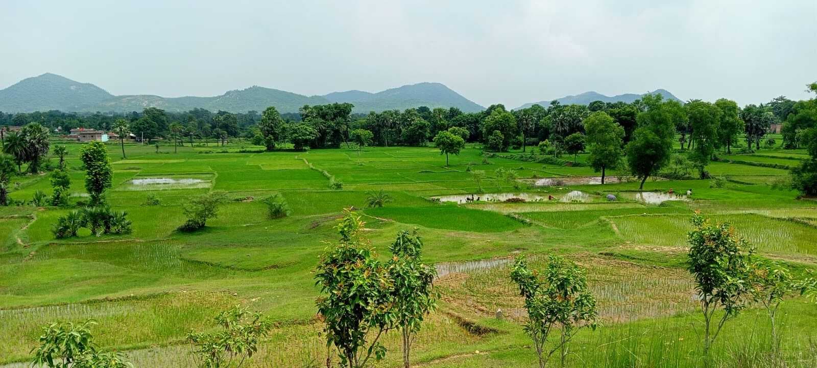 बांका में 90 प्रतिशत से अधिक हुई धनरोपनी, अभी भी खेतों में जारी है रोपाई