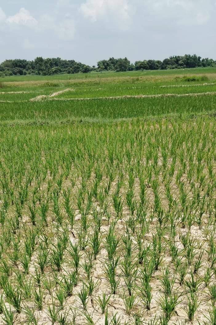 मौसम की बेरुखी से खरीफ फसल बचाना हुआ किसानों के लिए मुश्किल