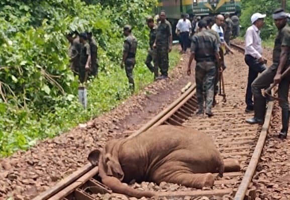 ओडिशा : सुंदरगढ़ में ट्रेन की चपेट में आया शावक, रेढ़ाखोल में करंट से गयी हाथी की जान