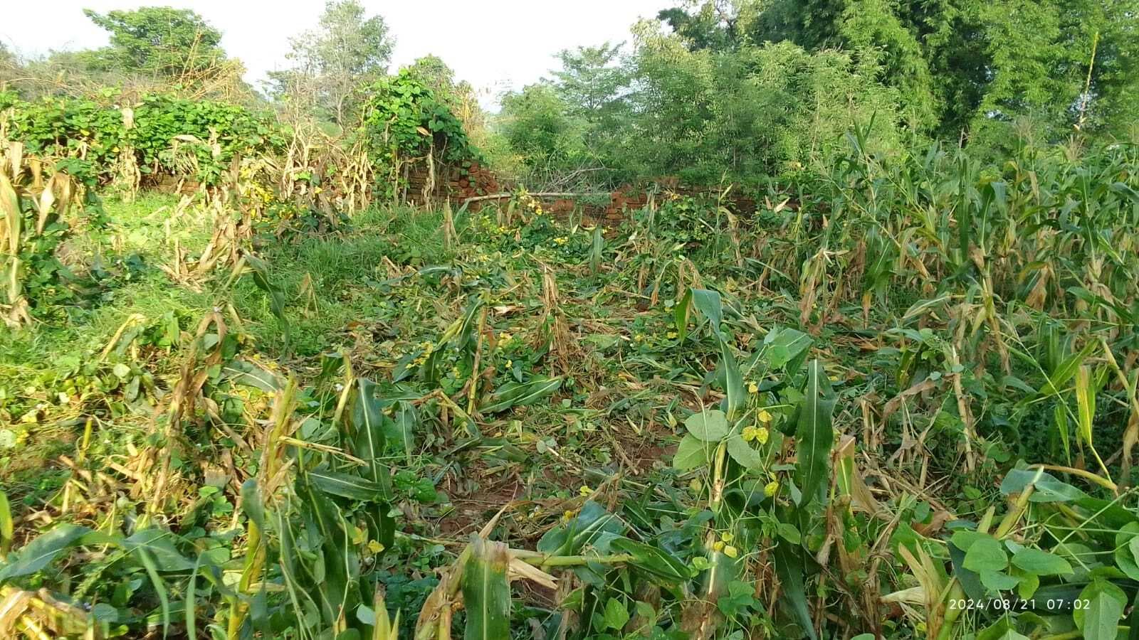 दारू के चिरुवां में हाथियों ने फसल रौंदी