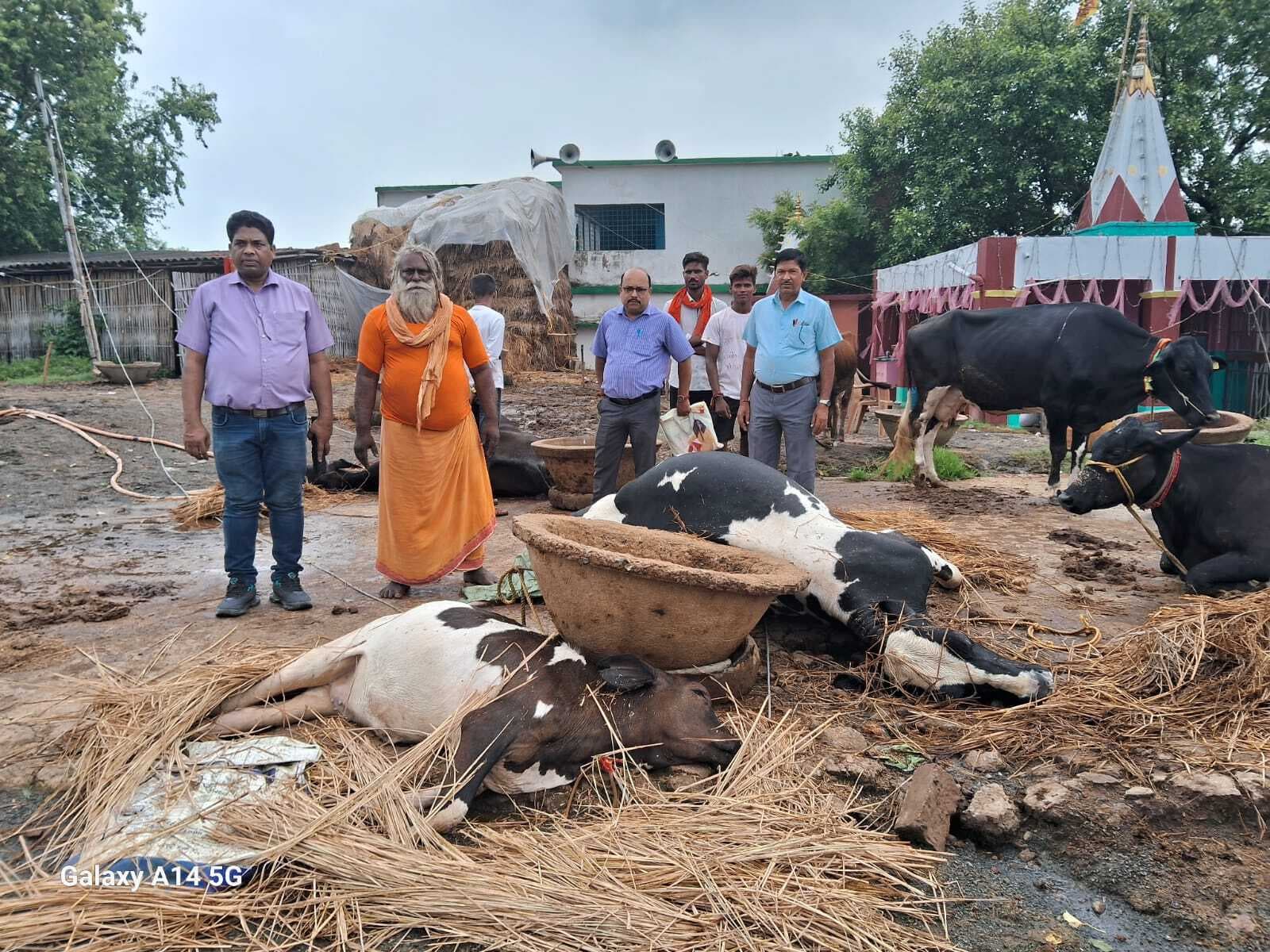 मंदिर परिसर में गिरा तार, करंट से तीन मवेशी मर