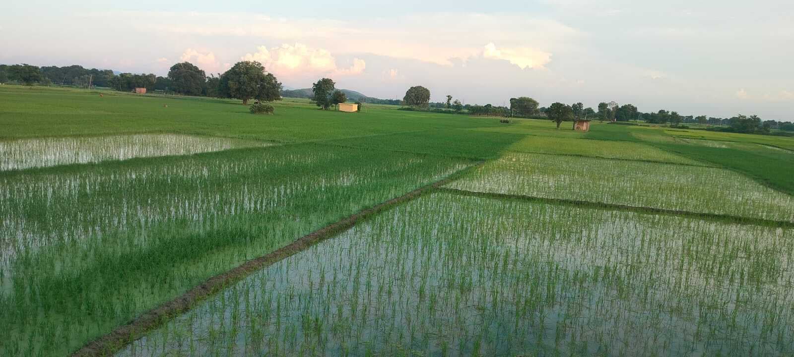 लगातार वर्षा होने से धान के पौधों में लौटी जान, मुस्करा उठे किसान