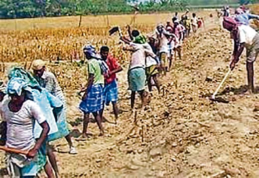 मनरेगा में आधी आबादी की 58 प्रतिशत भागीदारी