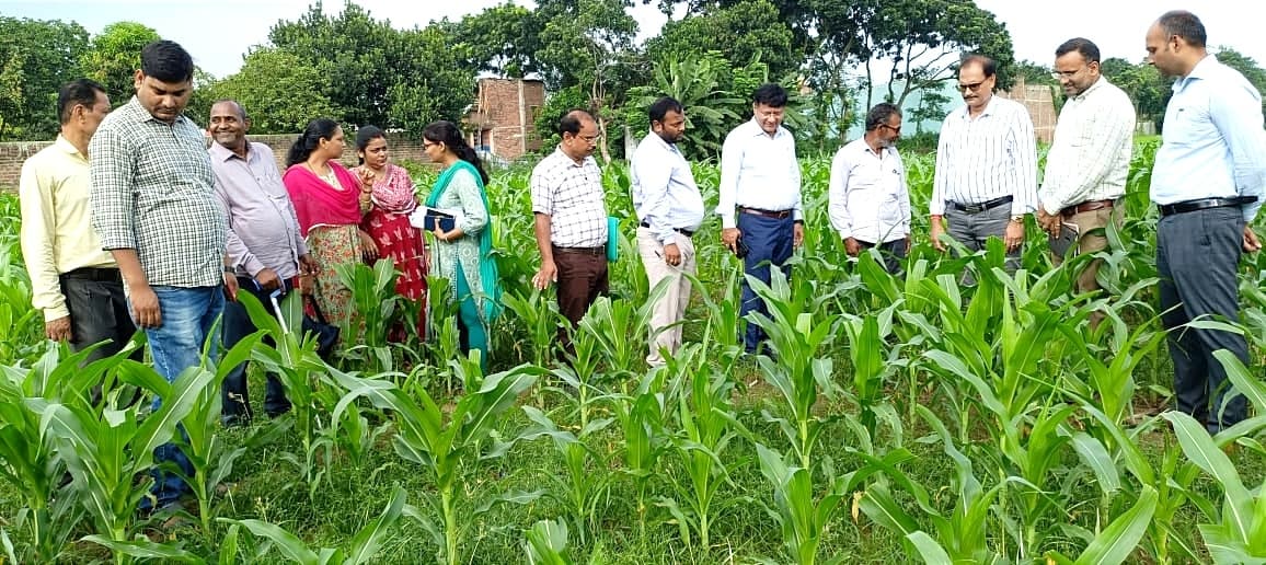 खरीफ फसलों में मड़वा की खेती से किसानों को जोड़ने की जरूरत : निदेशक