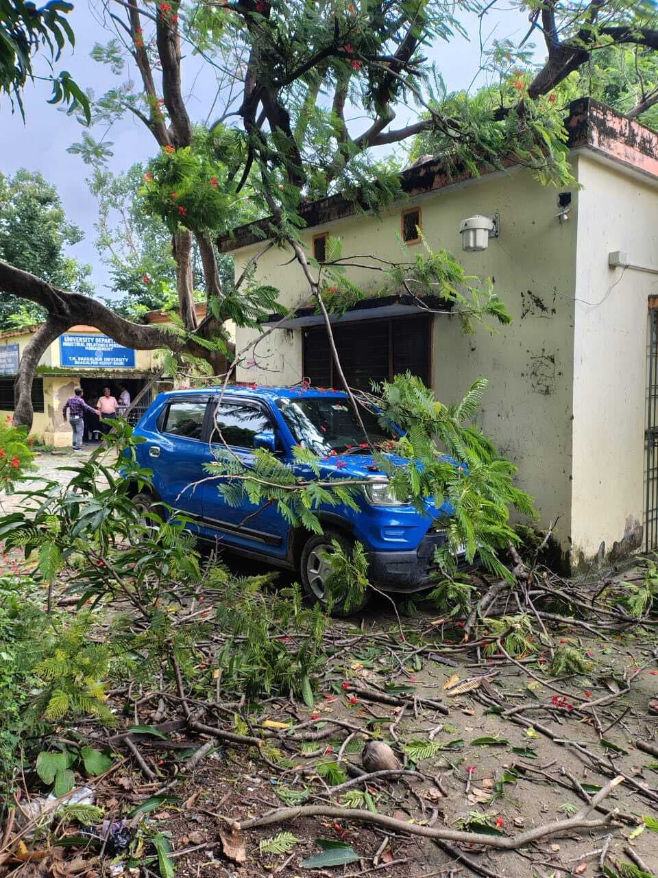 टीएमबीयू परिसर में दो पेड़ गिरे, भवन क्षतिग्रस्त