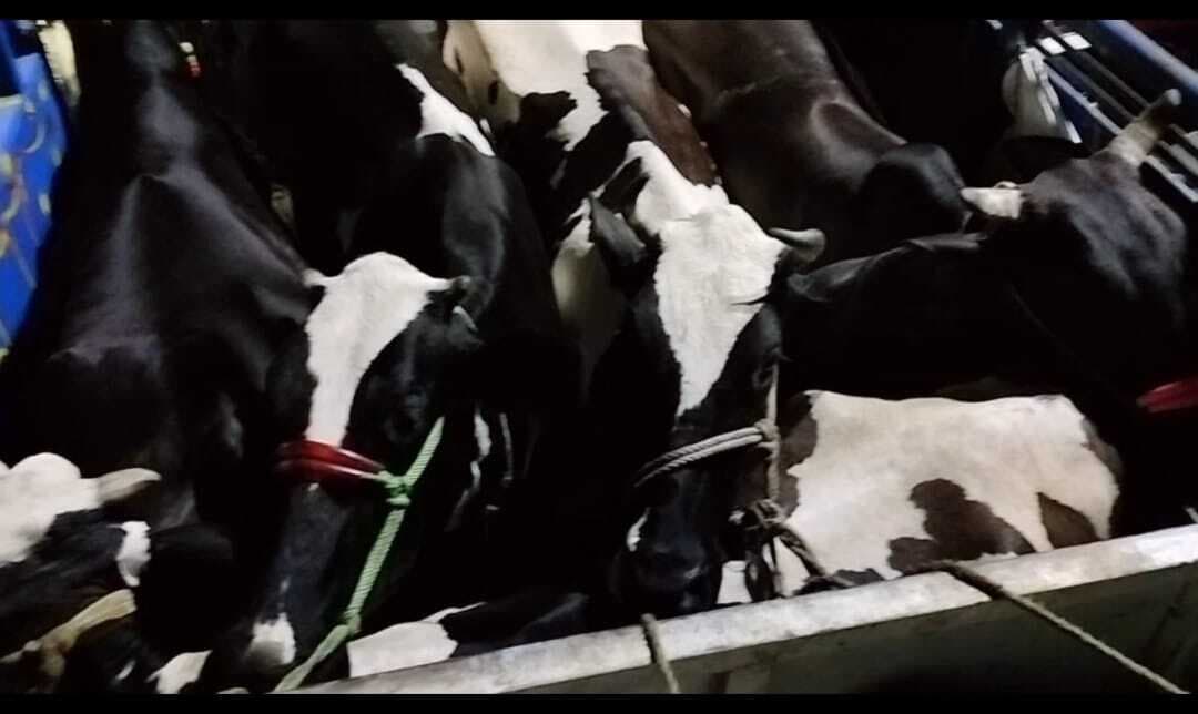 दर्जनभर मवेशी के साथ सात तस्कर गिरफ्तार