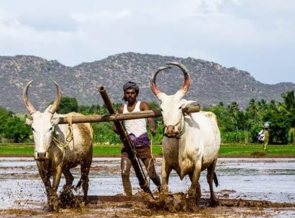विलुप्त होती जा रही हल-बैल की किसानी की परंपरा