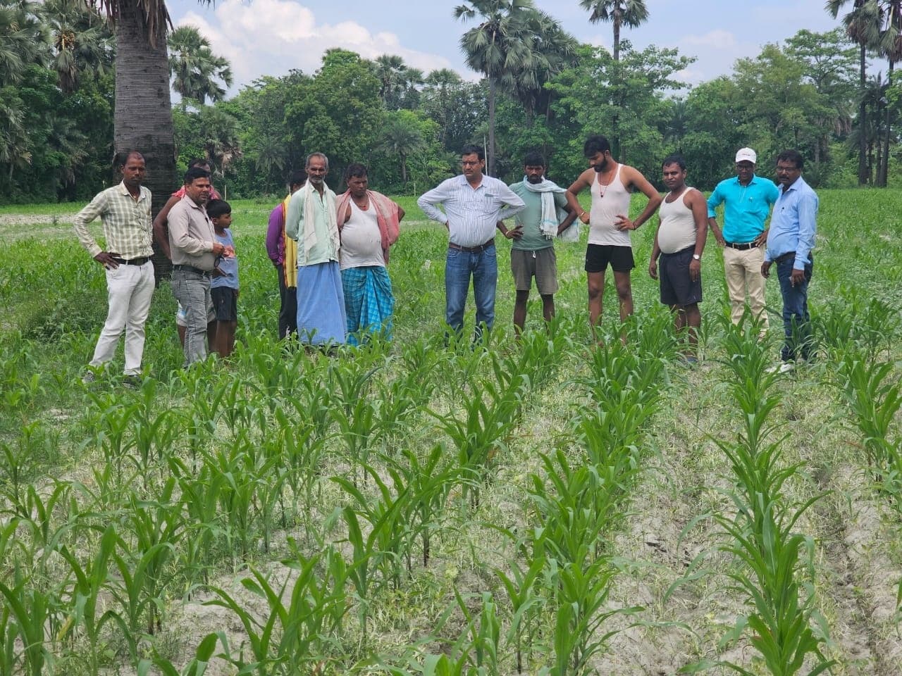 Samastipur News: Cultivation of maize and paddy:मक्का की खेती धान की तुलना में कम खर्चीला : डा जाट