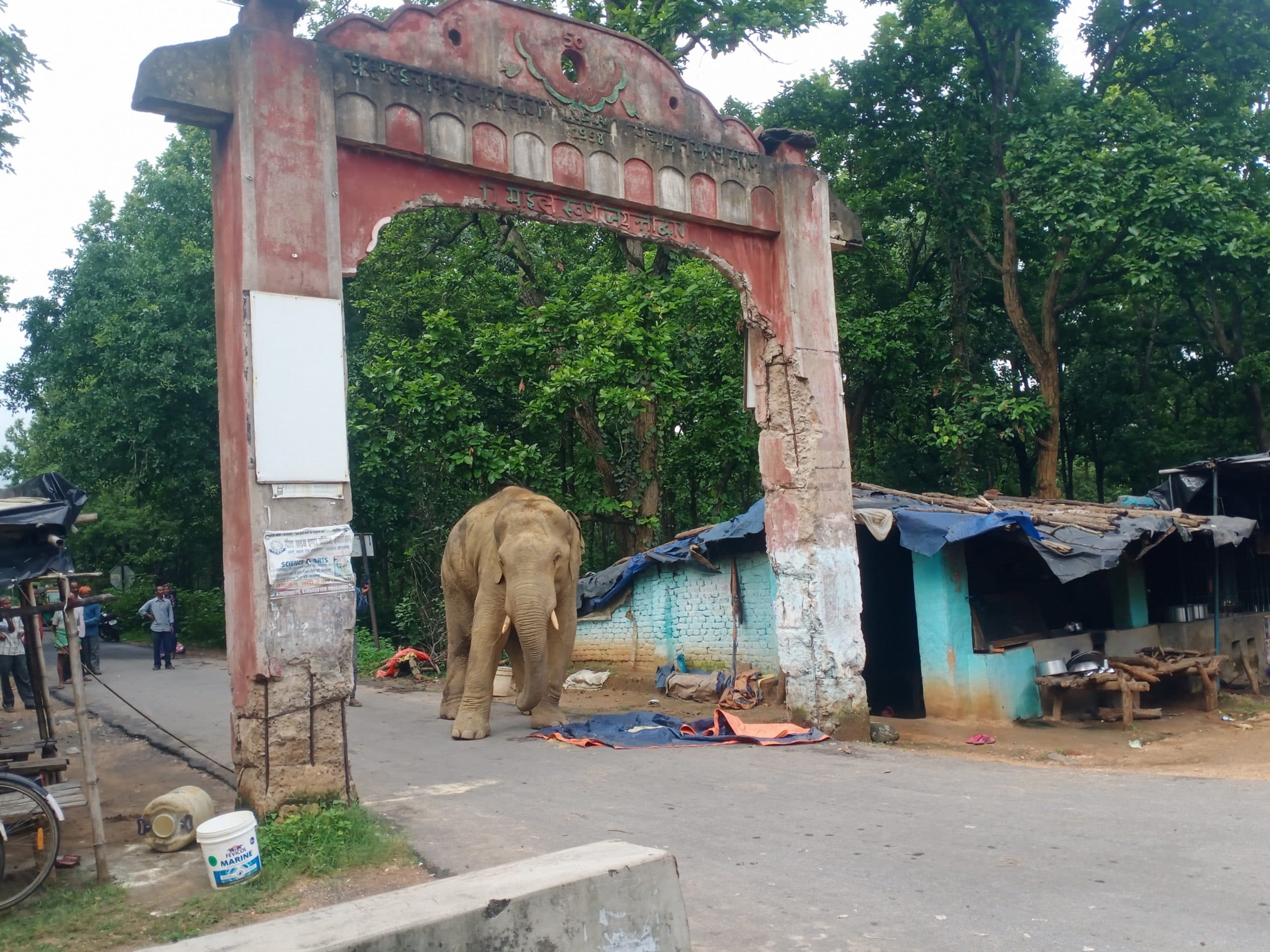 घायल हाथी के गांव पहुंचने से लोगों में दहशत