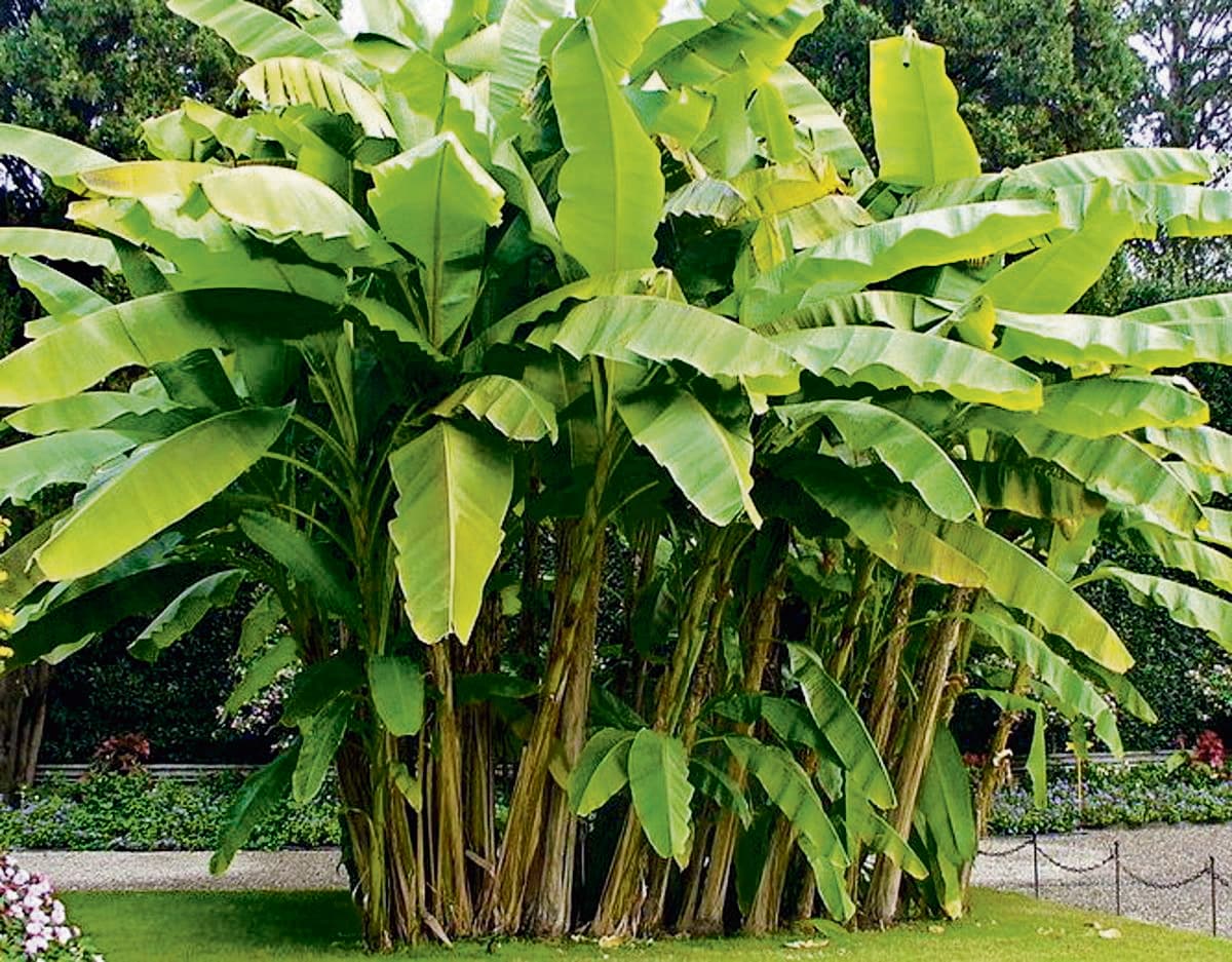 केला उत्पादन का हब बनेगा जिला, उद्यान विभाग से मिल रहा अनुदान