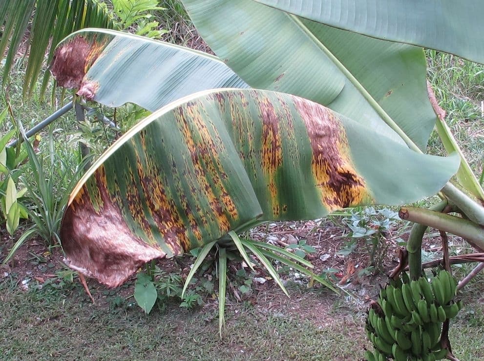 Rajendra Prasad Central Agricultural University, Pusaकेले को किसान सिगाटोका रोग से बचायें : वैज्ञानिक