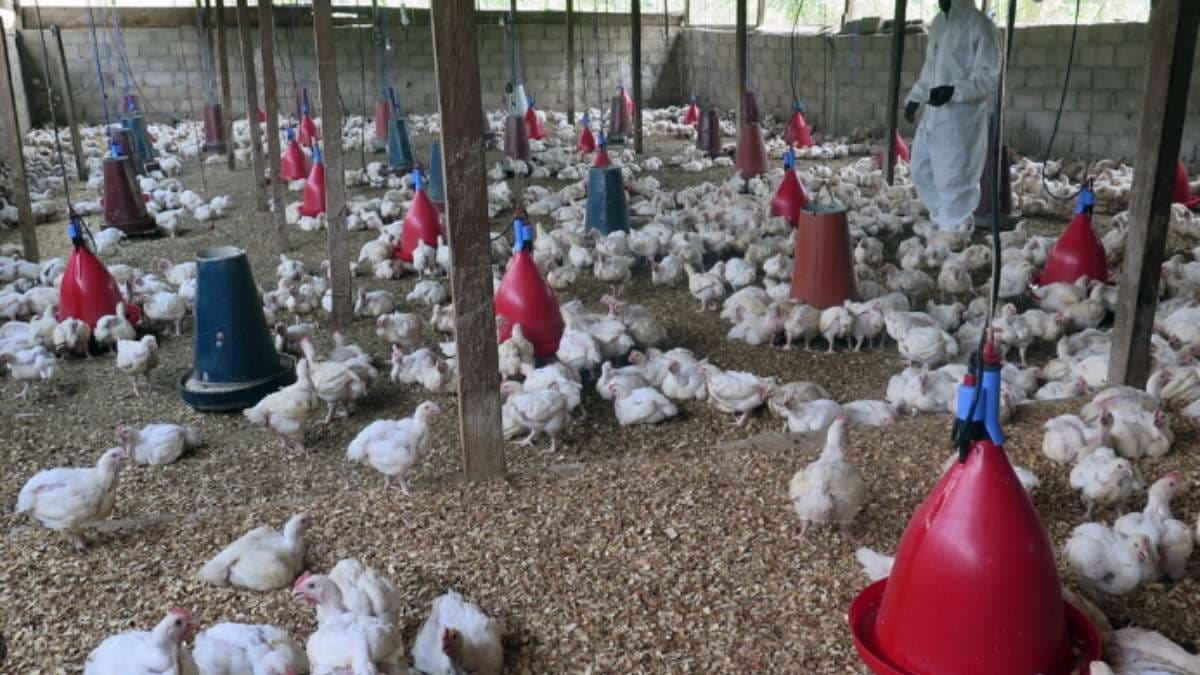 पुरी में एक व्यक्ति के बर्ड फ्लू से पीड़ित होने का संदेह, बोले स्वास्थ्य मंत्री-एच5एन1 मामले में रखी जा रही कड़ी नजर