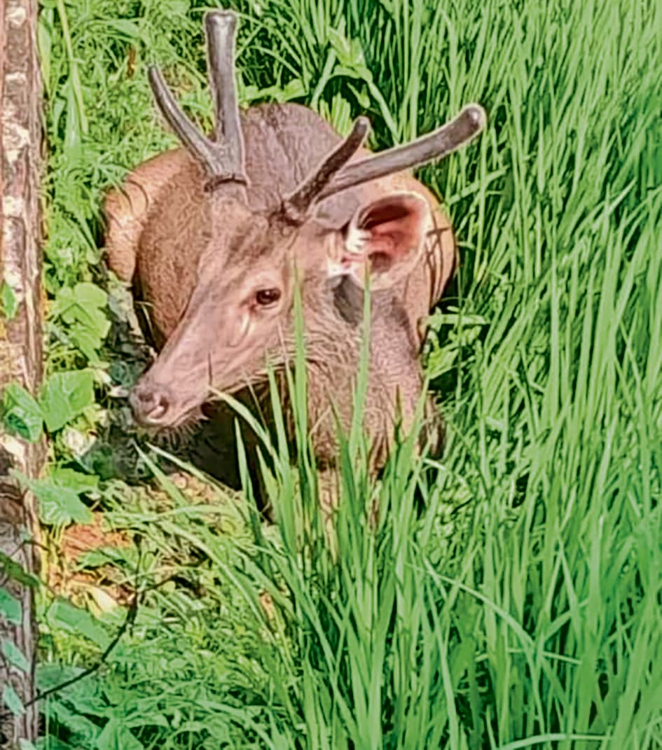 रेस्क्यू के दौरान सांभर की ह्रदय गति रुकने से मौत