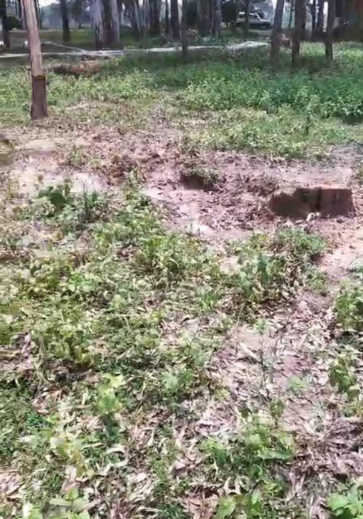 राजमणि महाविद्यालय से चालीस लिप्टस पेड़ की चोरी, एफआइआर दर्ज