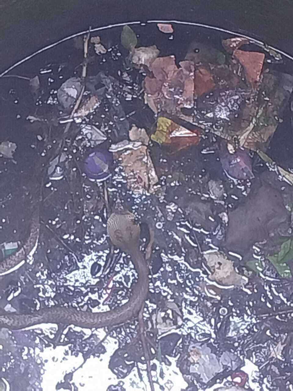 कुएं में गिरे सांप की सूचना पर वनकर्मी ने रेस्क्यू कर डब्बे में किया बंद