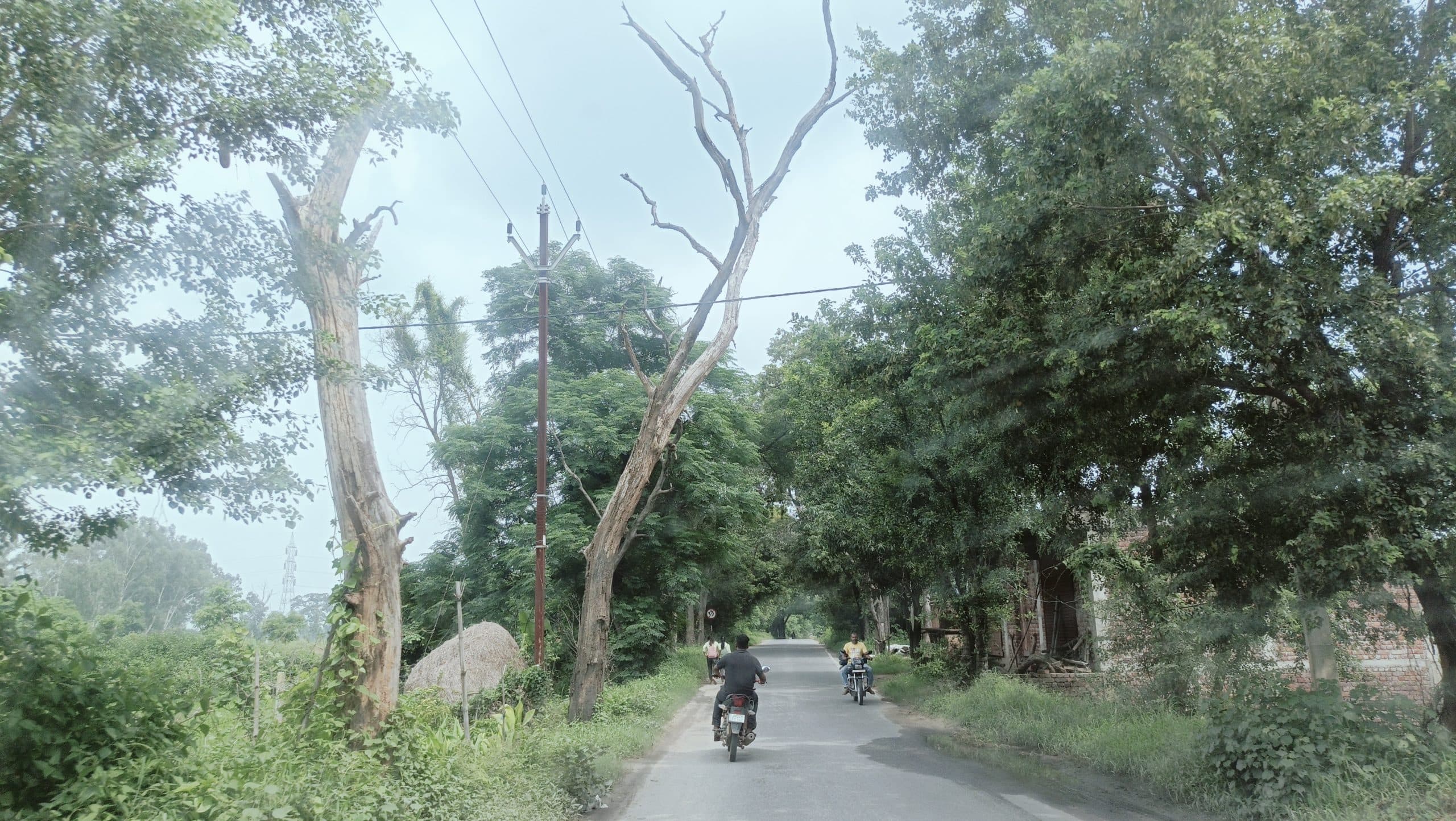 बड़कागांव में दर्जनों सूखे पेड़ कर रहे हैं दुर्घटनाओं को आमंत्रित