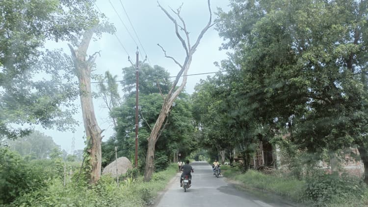 बड़कागांव में दर्जनों सूखे पेड़ कर रहे हैं दुर्घटनाओं को आमंत्रित