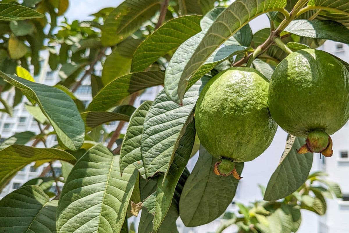 benefits of guava leaf: अमरूद के पत्तों में हैं कई गुणकारी फायदें