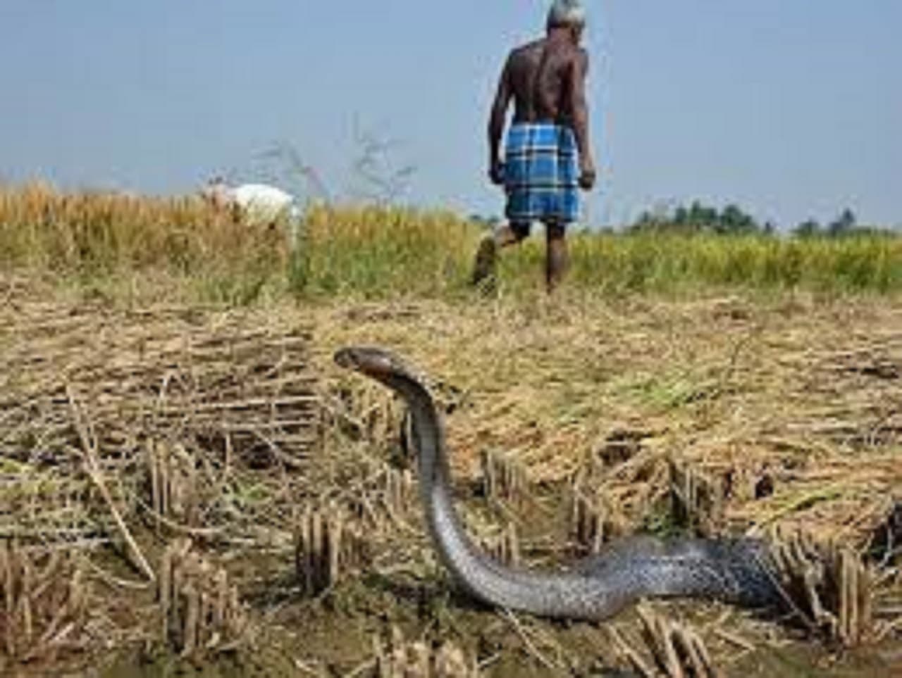 बिहार में बढ़ी सर्पदंश की घटनाएं, पूर्णिया में अबतक 994 लोगों का किया गया इलाज