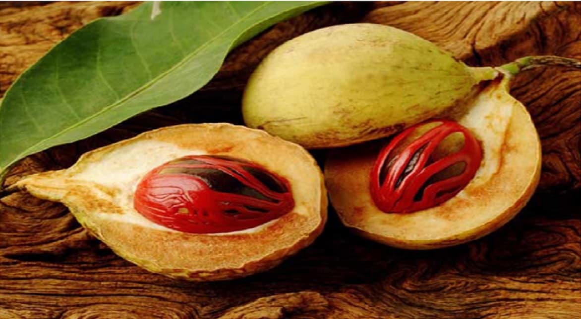 Health News : History of Nutmeg and Mace : जायफल और जावित्री : एक पेड़ पर फलने वाले औषधीय गुणों से युक्त दो मसालों की गाथा