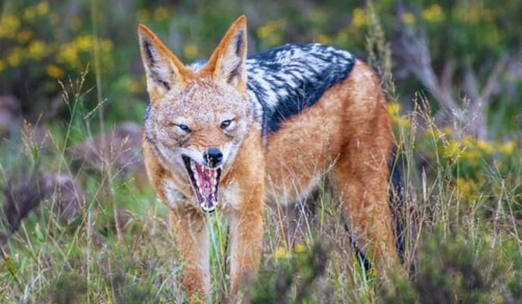 बिहार के मोतिहारी में पागल सियार ने एक दिन में 20 लोगों को काटा, सभी जख्मी का अस्पताल में चल रहा इलाज…