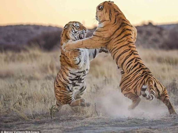 Tigers Battle in VTR: बिहार में दो बाघों के बीच वर्चस्व की खूनी जंग, एक टाइगर की मौत