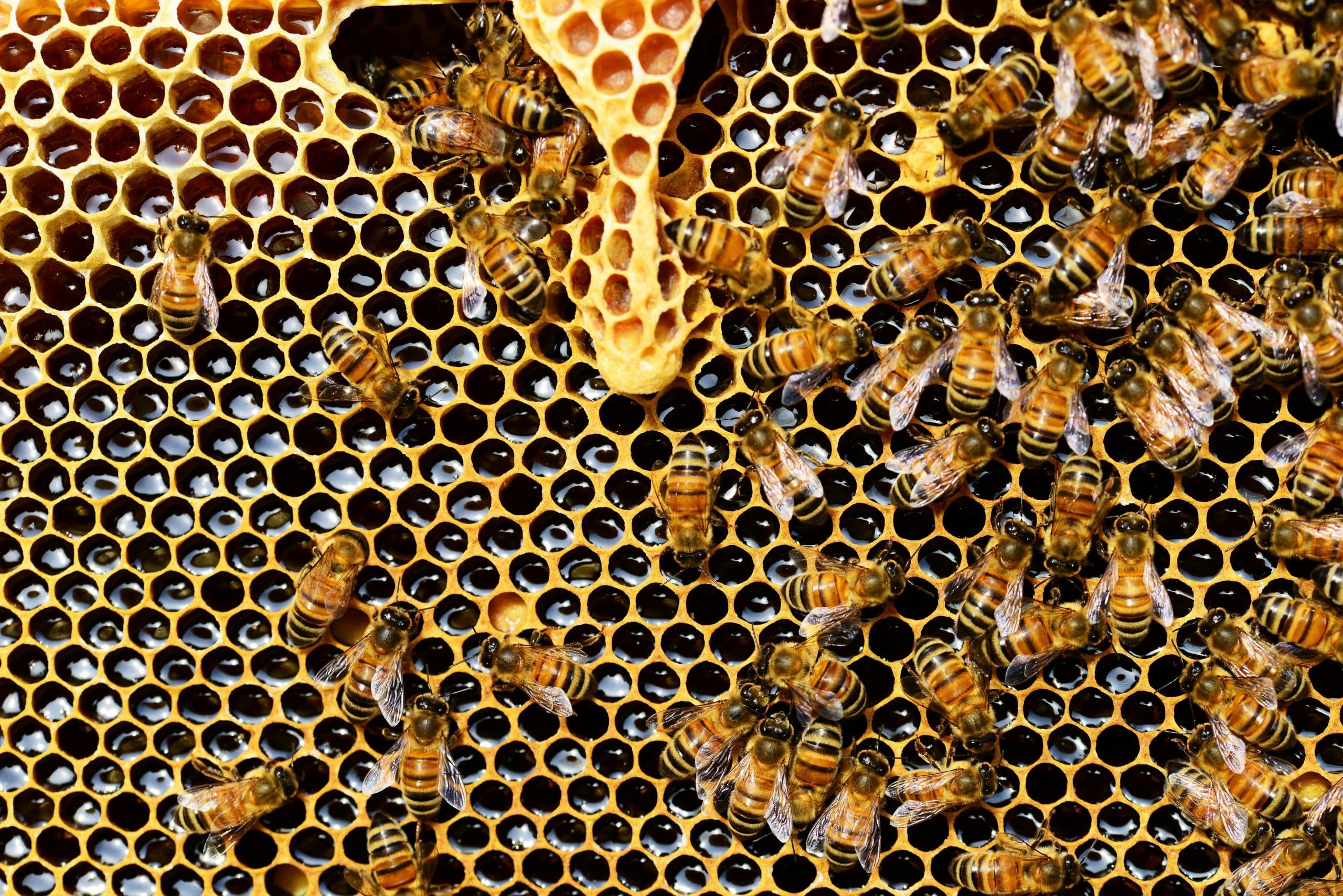 National Honey Bee Day 2024: कब और क्यों बनाते है इस दिन को जानें हर सवालों के जबाब