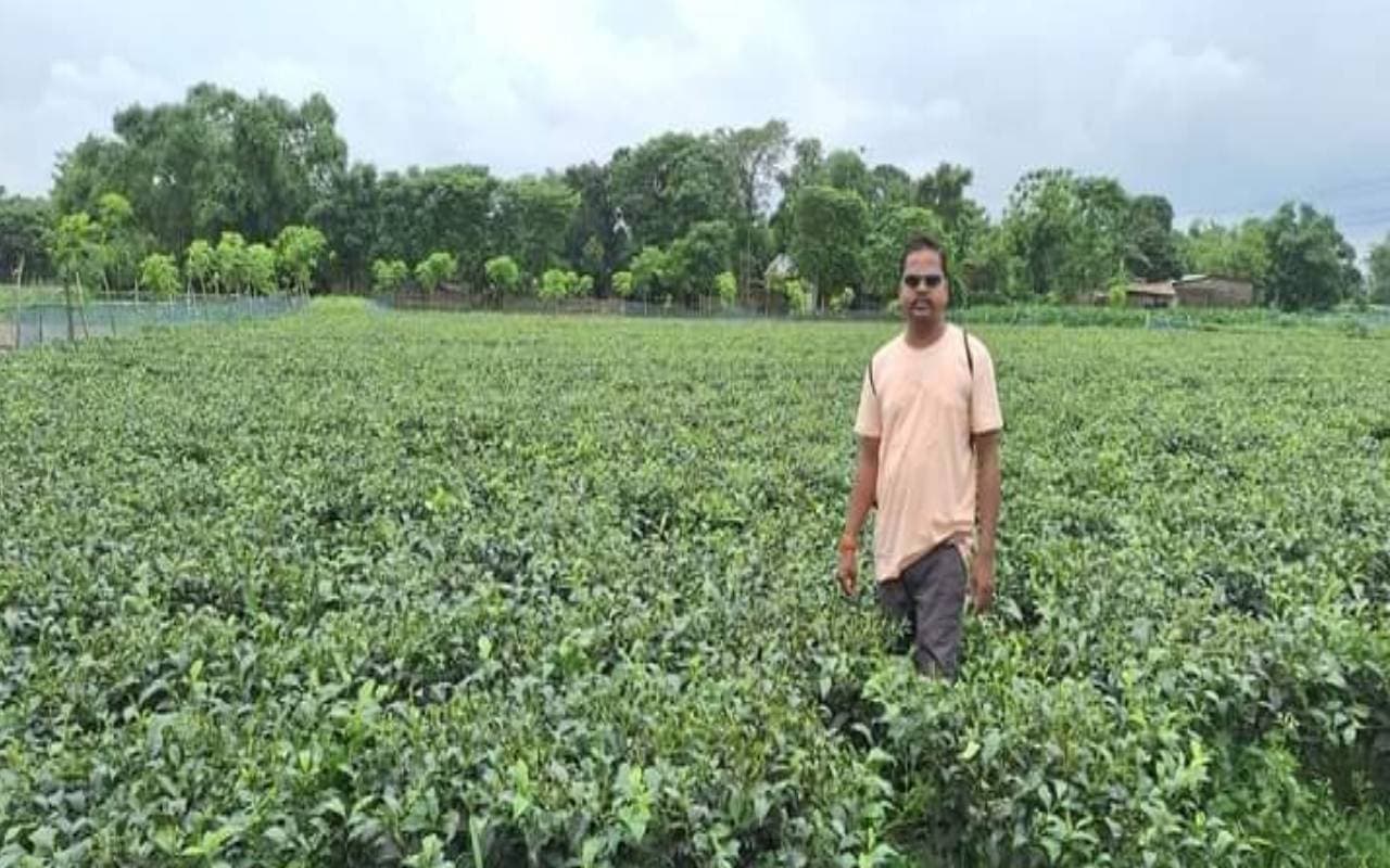 पूर्णिया के चाय की चुस्की से अब होगी सुबह की शुरुआत, खेती के लिए सरकार दे रही अनुदान