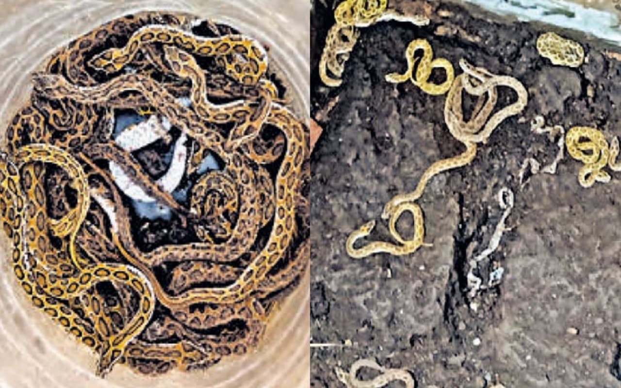 भागलपुर में गर्ल्स हॉस्टल से निकले 42 खतरनाक रसेल वाइपर, सांप बिलों से निकलकर घरों में घुस रहे