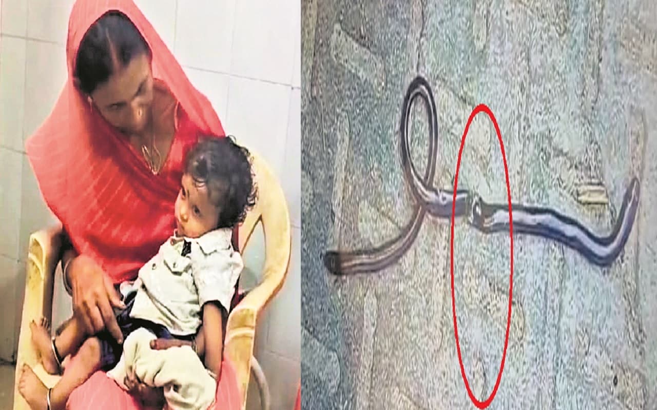 Snake News: बिहार में सांप से भिड़ा 1 साल का मासूम, दांत से दो टुकड़े करके मौत के घाट उतार दिया