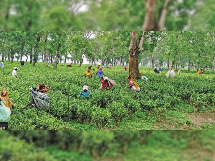 बिहार के चार और जिलों में होगी चाय की खेती, जानें सरकार देगी कितना अनुदान