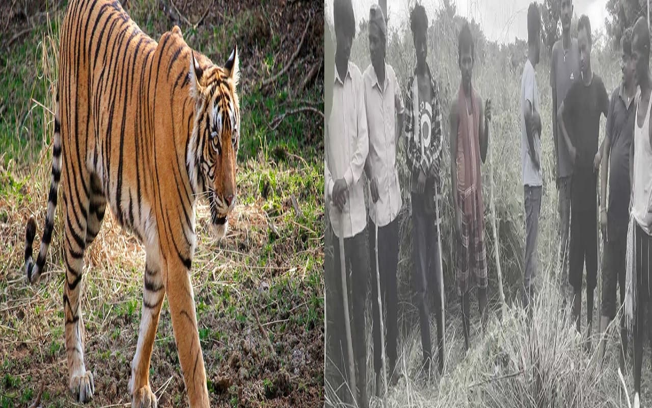 बाघ ने घास काट रहे बुजुर्ग के हाथ-पांव को चबाया, बिहार से सटे नेपाल के जंगल में शव मिलने से फैली सनसनी