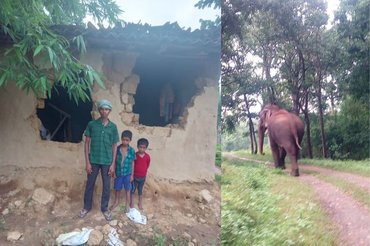 Ranchi News: चान्हो में जंगली हाथियों का आतंक, घरों को तोड़कर खा जा रहे अनाज