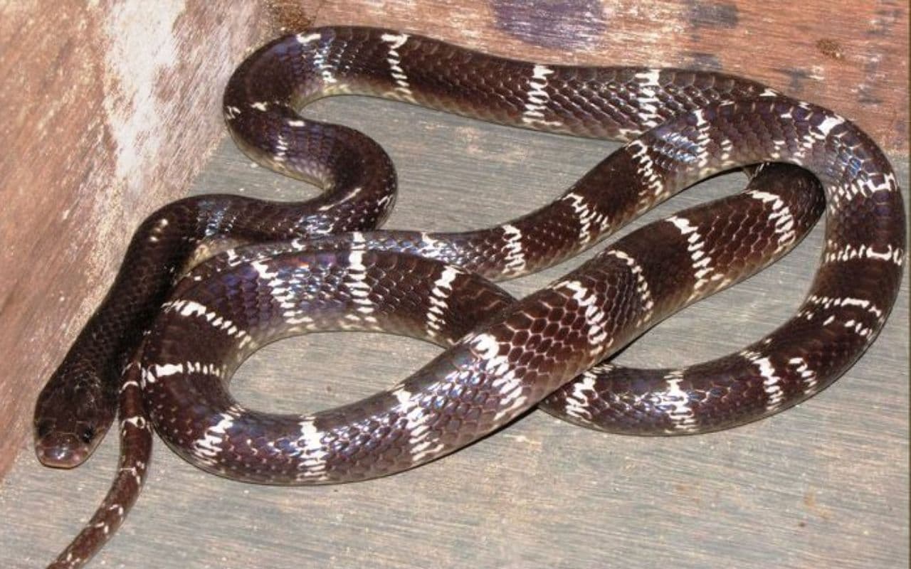 Snake News: भागलपुर में 237 लोगों को सांप ने काटा, 13 की हो गयी मौत, जानें काटने वाले सापों की प्रजाती