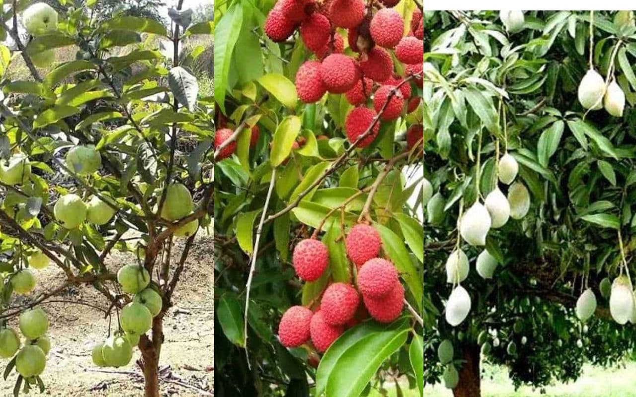 Bihar News: आम-लीची और अमरूद के पेड़ पर स्प्रे के लिए किसानों को मिलेगा अनुदान, जानें आप कैसे ले सकेंगे लाभ