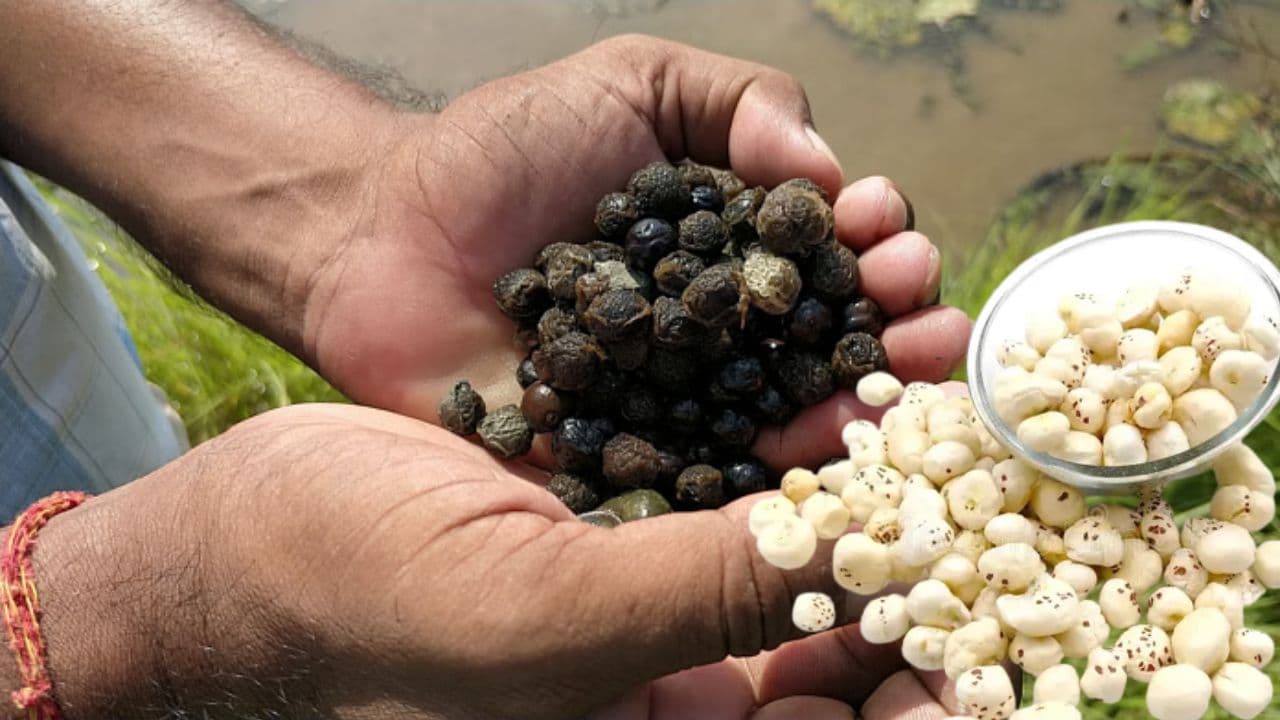 मखाना की खेती